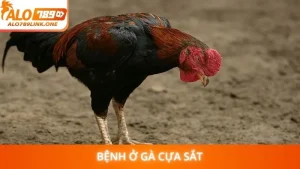 Bệnh ở gà cựa sắt