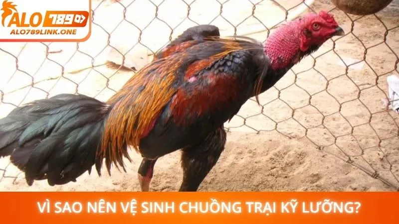 Vì sao nên vệ sinh chuồng trại kỹ lưỡng?