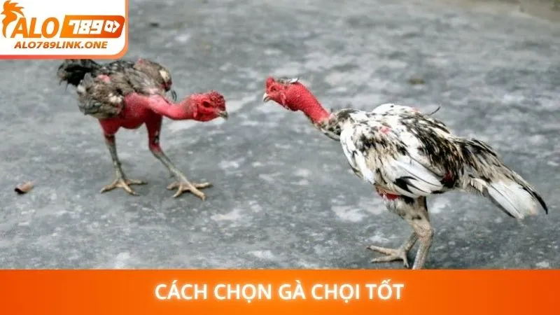 Cách chọn gà chọi tốt