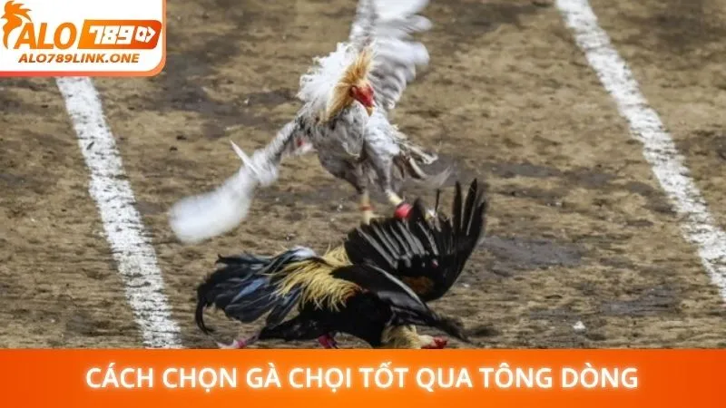 Cách chọn gà chọi tốt qua tông dòng