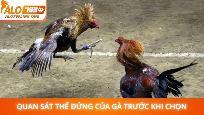 Quan sát thế đứng của gà trước khi chọn