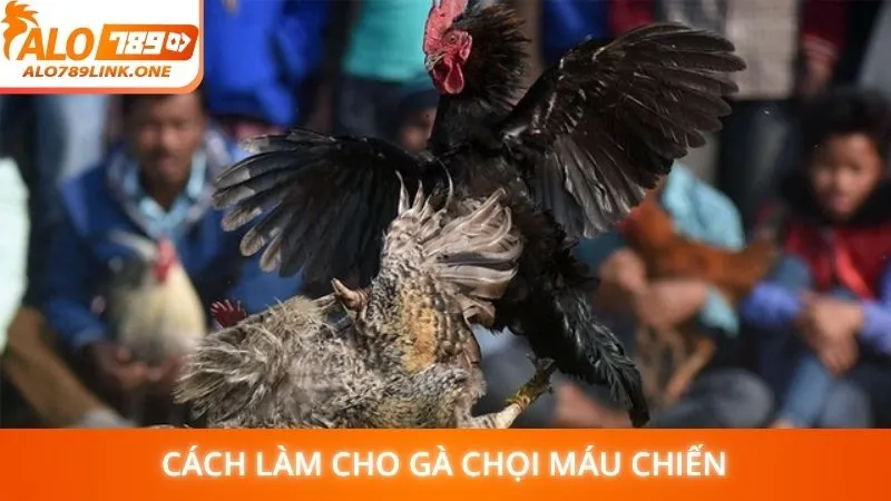 Cách làm cho gà chọi máu chiến