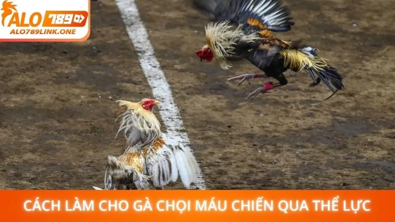 Cách làm cho gà chọi máu chiến qua thể lực