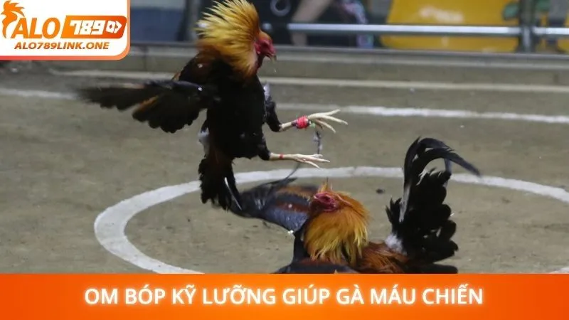 Om bóp kỹ lưỡng giúp gà máu chiến