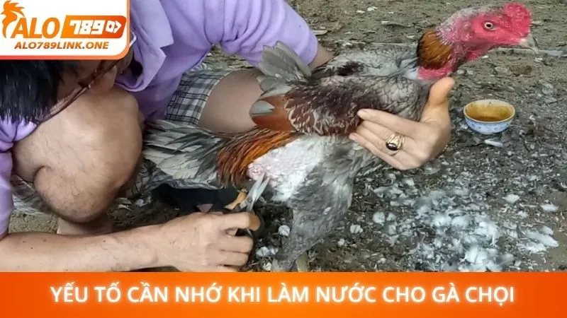 Yếu tố cần nhớ khi làm nước cho gà chọi