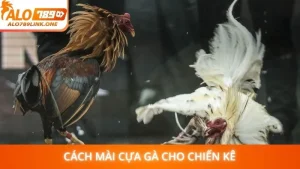 Cách mài cựa gà cho chiến kê