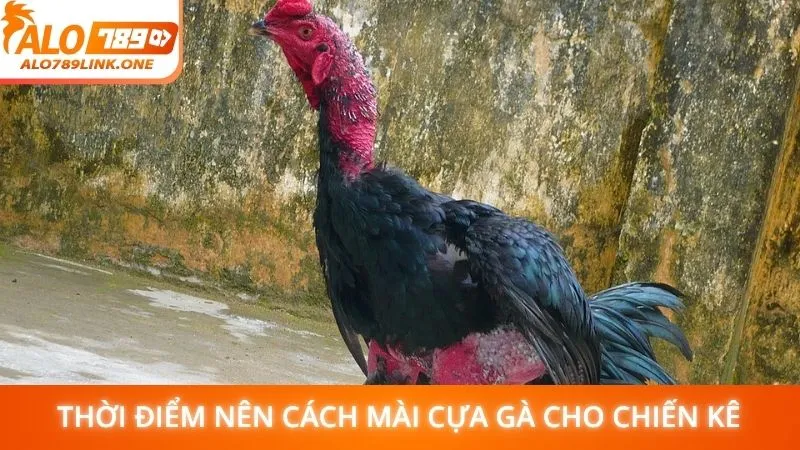 Thời điểm nên cách mài cựa gà cho chiến kê