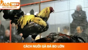 Cách nuôi gà đá bo lớn