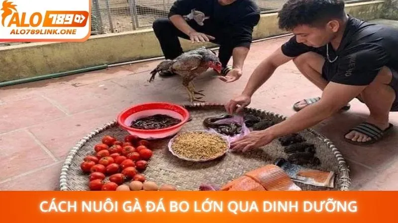 Cách nuôi gà đá bo lớn qua dinh dưỡng