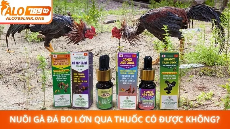 Nuôi gà đá bo lớn qua thuốc có được không?