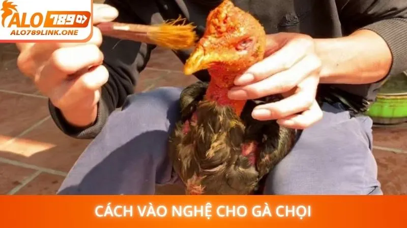 Cách vào nghệ cho gà chọi