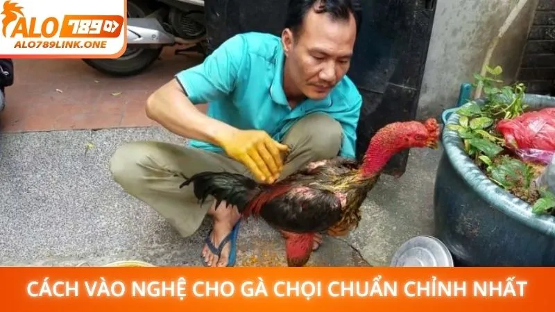 Cách vào nghệ cho gà chọi chuẩn chỉnh nhất