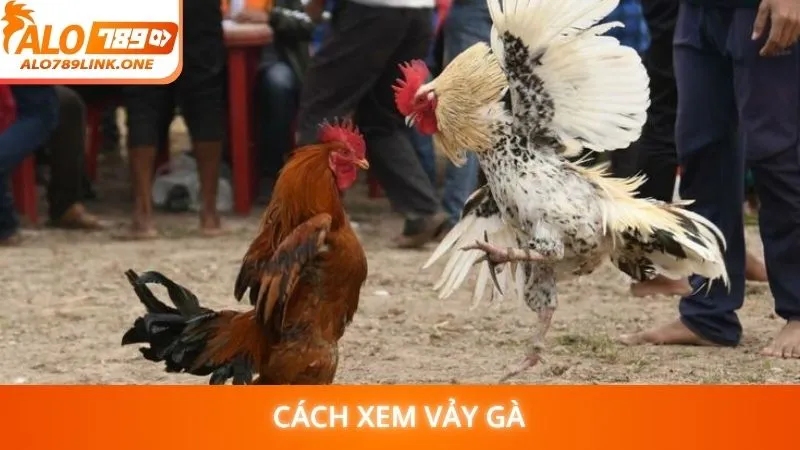 Cách xem vảy gà