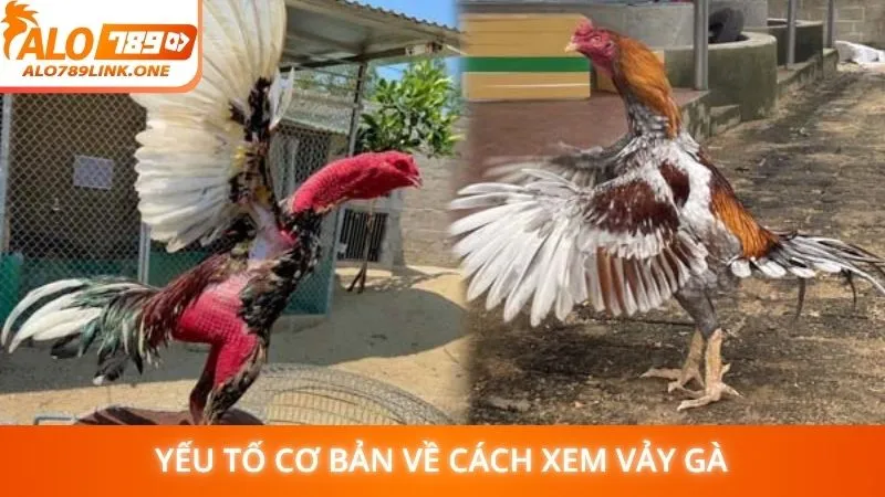 Yếu tố cơ bản về cách xem vảy gà