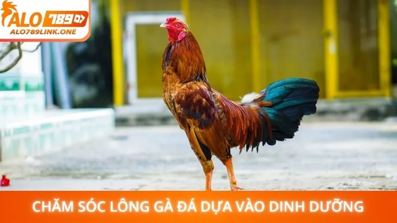 Chăm sóc lông gà đá dựa vào dinh dưỡng