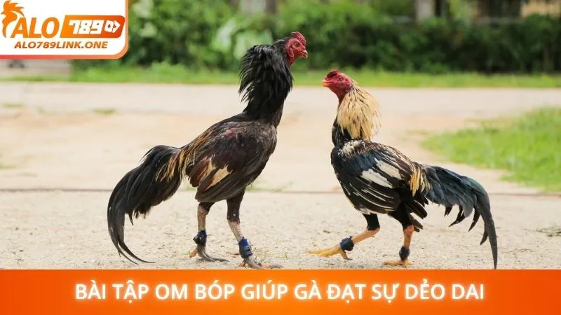 Bài tập om bóp giúp gà đạt sự dẻo dai