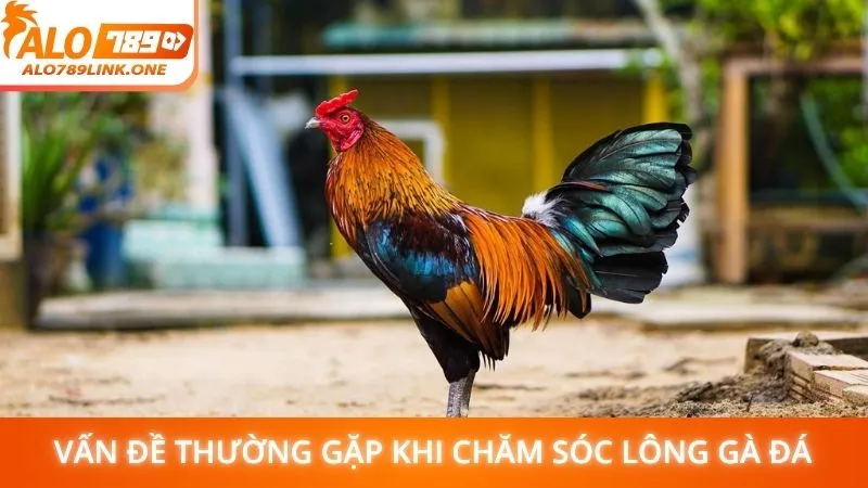 Vấn đề thường gặp khi chăm sóc lông gà đá