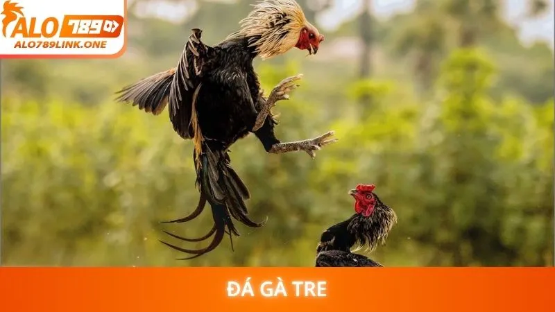 Đá gà tre