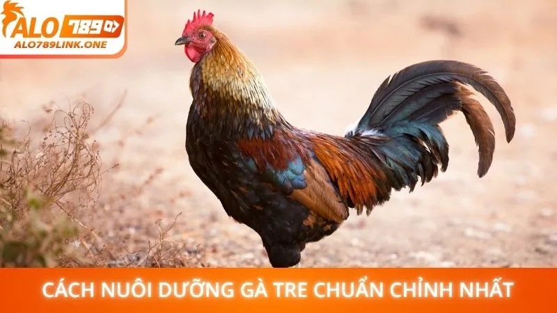 Cách nuôi dưỡng gà tre chuẩn chỉnh nhất