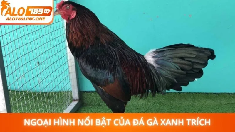 Ngoại hình nổi bật của đá gà xanh trích