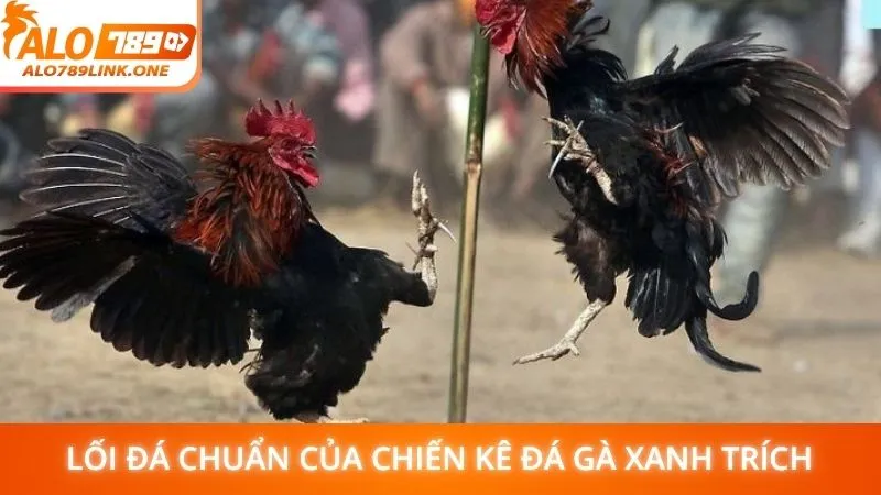 Lối đá chuẩn của chiến kê đá gà xanh trích