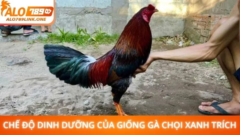 Chế độ dinh dưỡng của giống gà chọi xanh trích