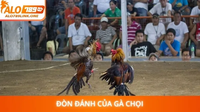 Đòn đánh của gà chọi
