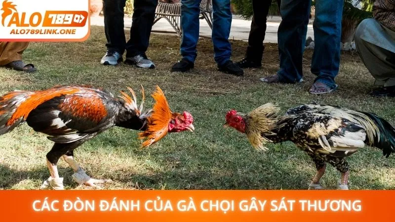 Các đòn đánh của gà chọi gây sát thương
