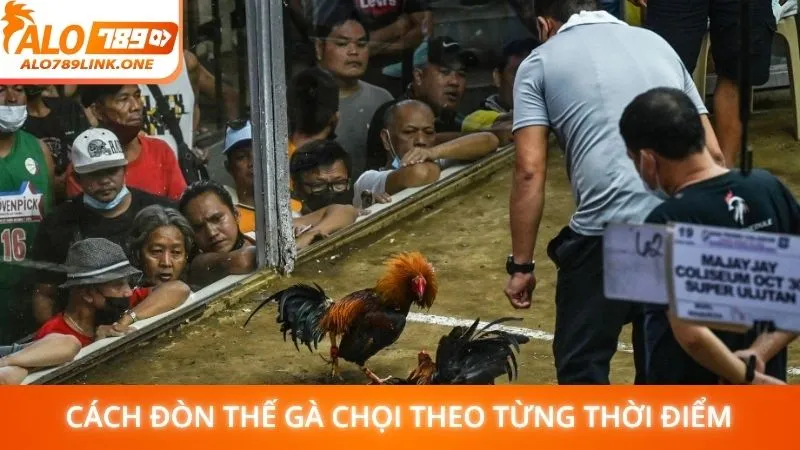 Cách đòn thế gà chọi theo từng thời điểm