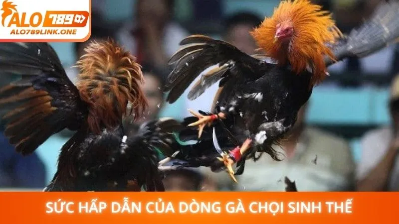 Sức hấp dẫn của dòng gà chọi sinh thế