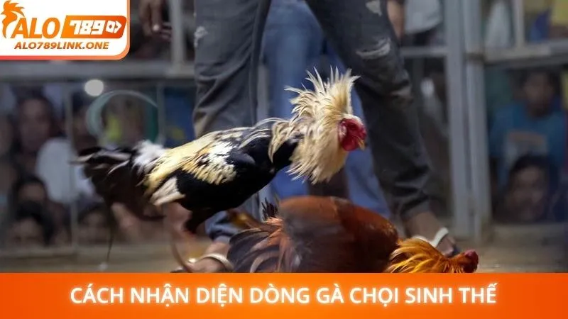 Cách nhận diện dòng gà chọi sinh thế