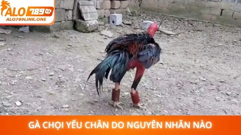 Gà chọi yếu chân do nguyên nhân nào
