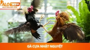 Gà cựa Nhật Nguyệt