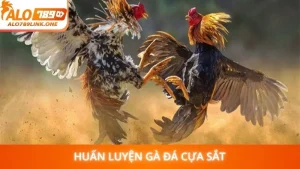 Huấn luyện gà đá cựa sắt