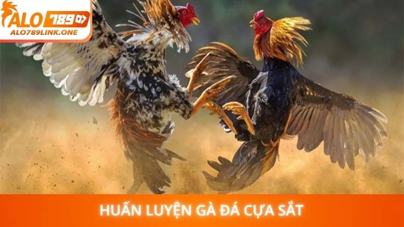 Huấn luyện gà đá cựa sắt