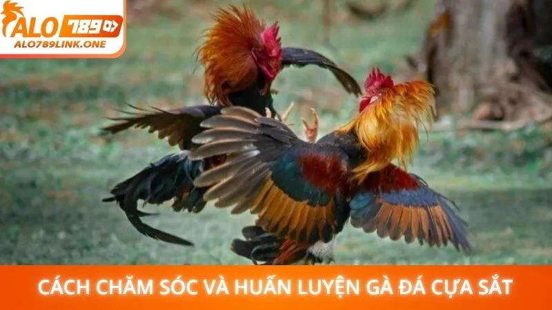 Cách chăm sóc và huấn luyện gà đá cựa sắt