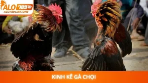 Kinh kê gà chọi