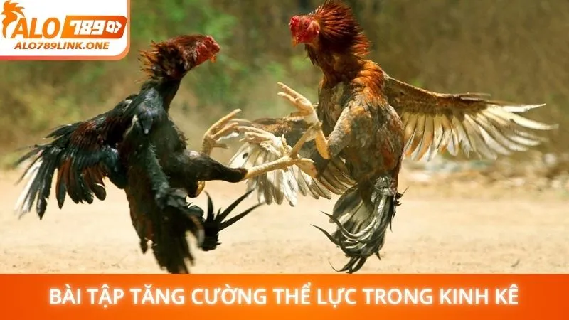 Bài tập tăng cường thể lực trong kinh kê