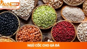 Ngũ cốc cho gà đá