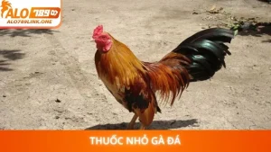 Thuốc nhỏ gà đá
