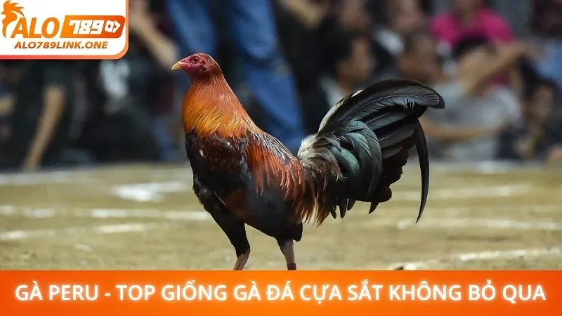 Gà Peru - Top giống gà đá cựa sắt không bỏ qua