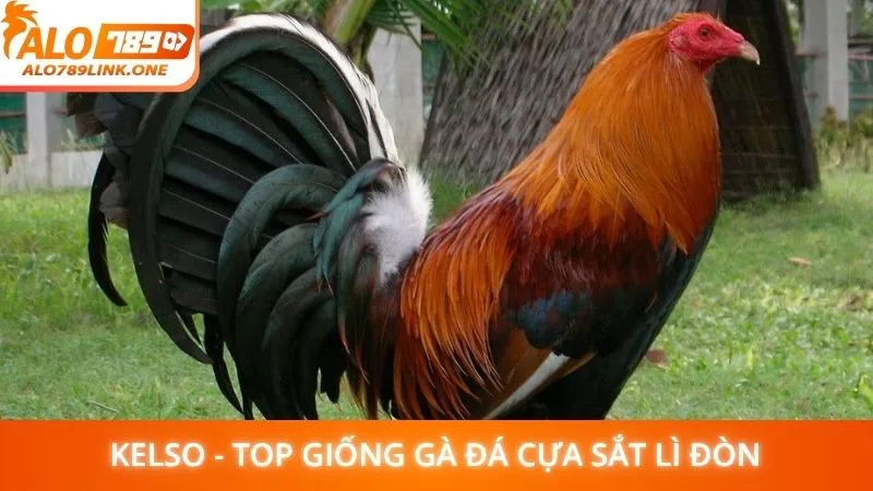 Kelso - Top giống gà đá cựa sắt lì đòn