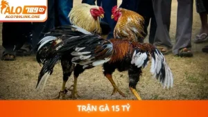 Trận gà 15 tỷ
