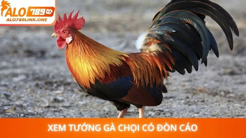 Xem tướng gà chọi có đòn cáo