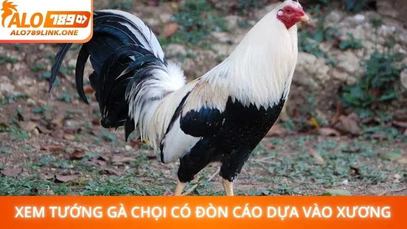 Xem tướng gà chọi có đòn cáo dựa vào xương