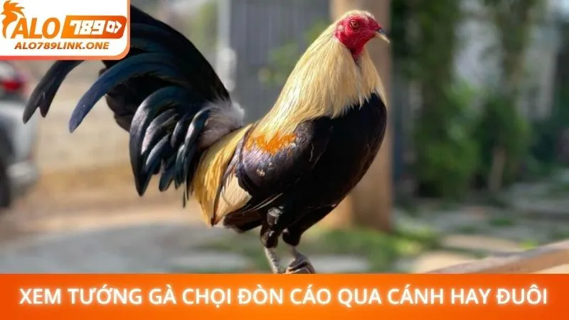 Xem tướng gà chọi đòn cáo qua cánh hay đuôi