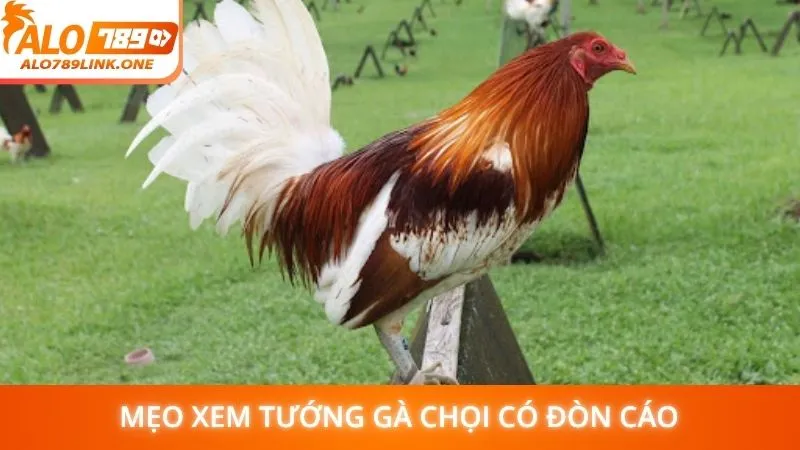 Mẹo xem tướng gà chọi có đòn cáo